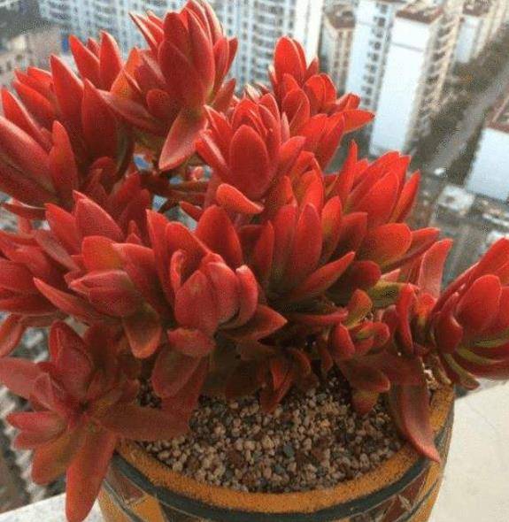 3种人见人爱的红色多肉最后一种能养好都是大神你养过几种