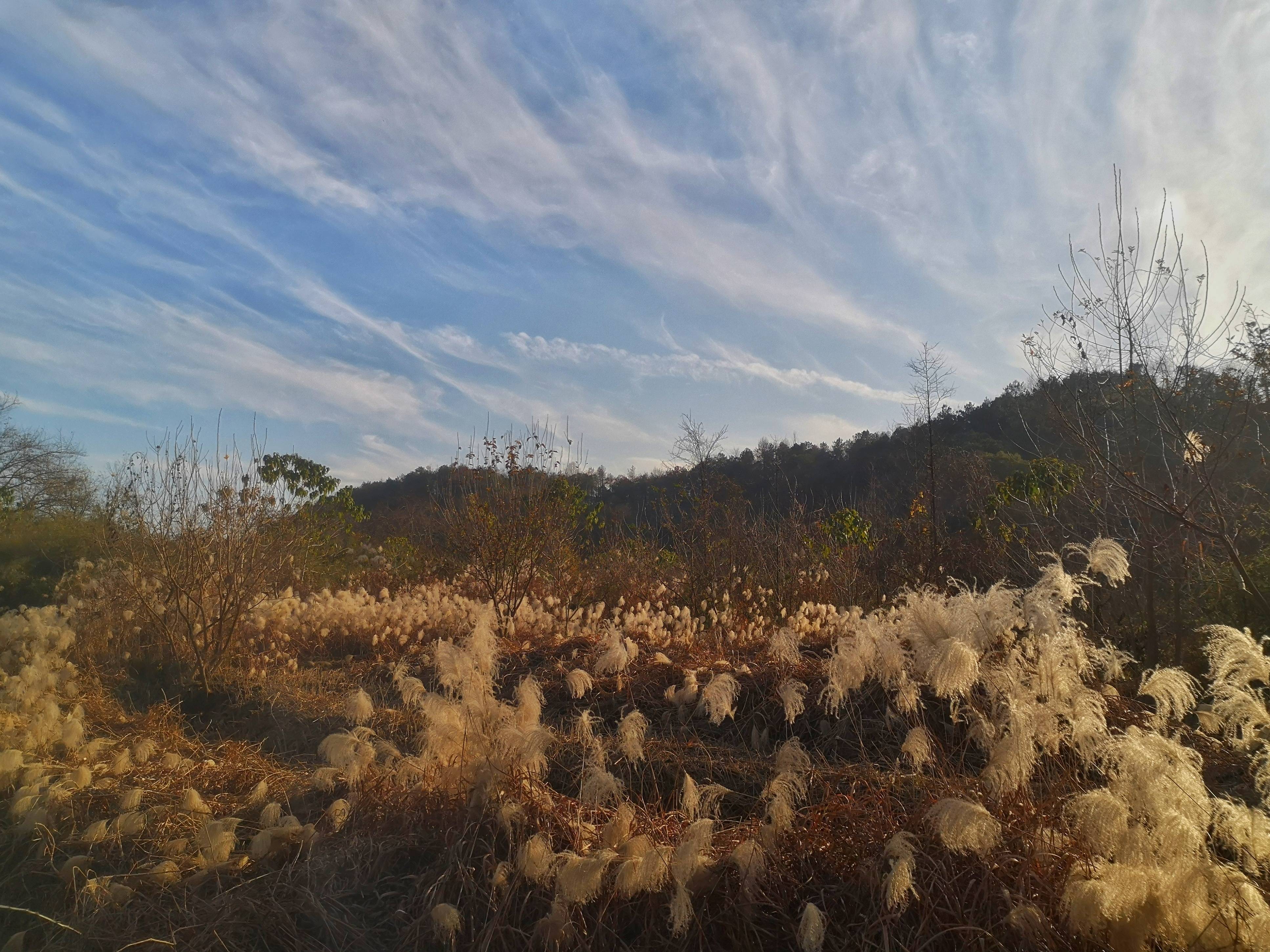 芦苇荡|芦苇荡里芦花扬