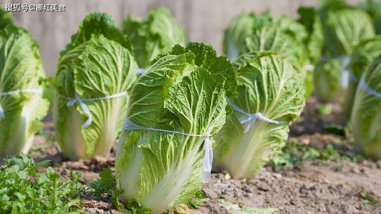 白萝卜|冬至食3菜喝2水，添衣保暖，助你数九寒天顺利度过