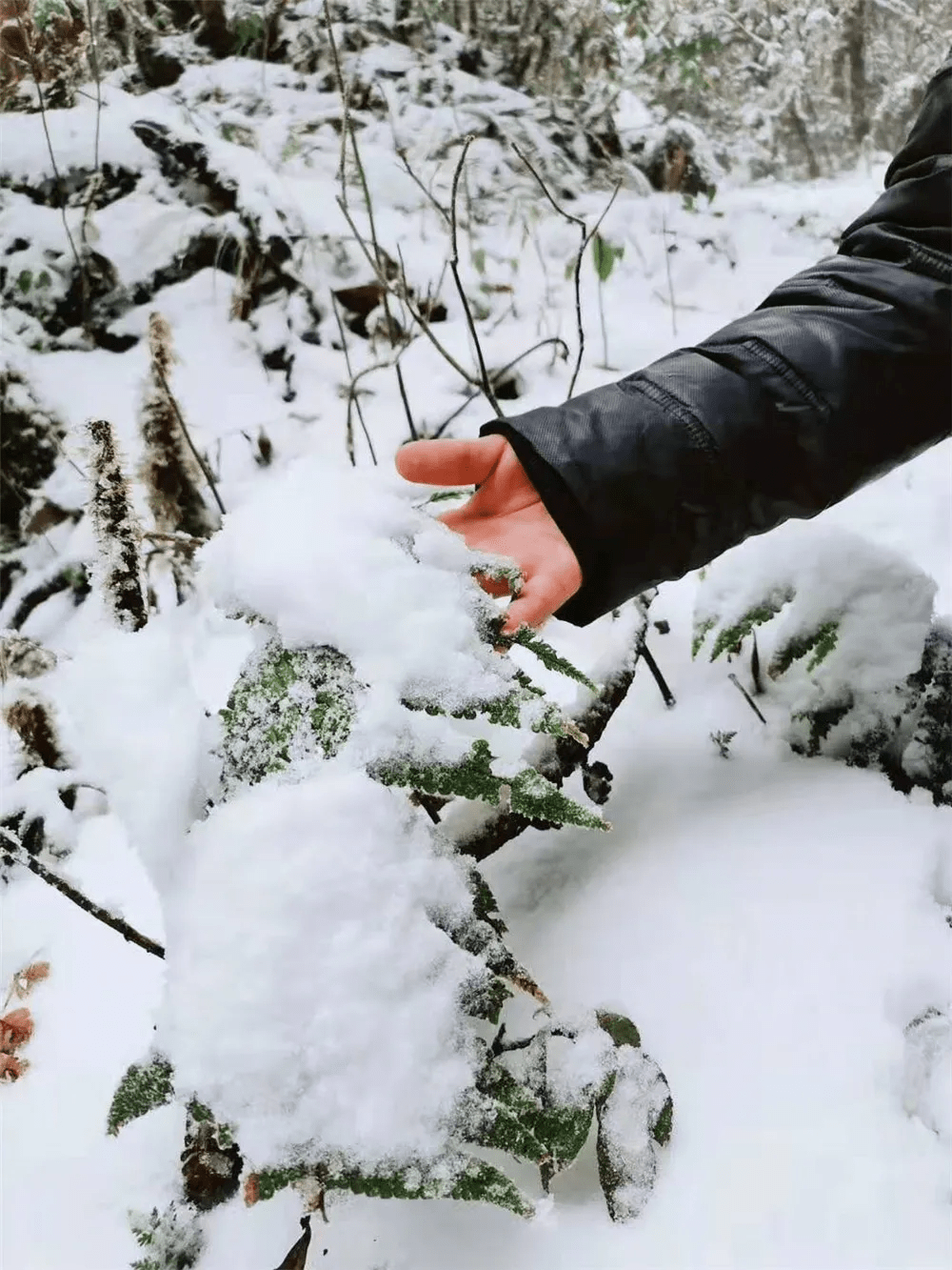 生活|赏高黎贡山雪，盼人间春色