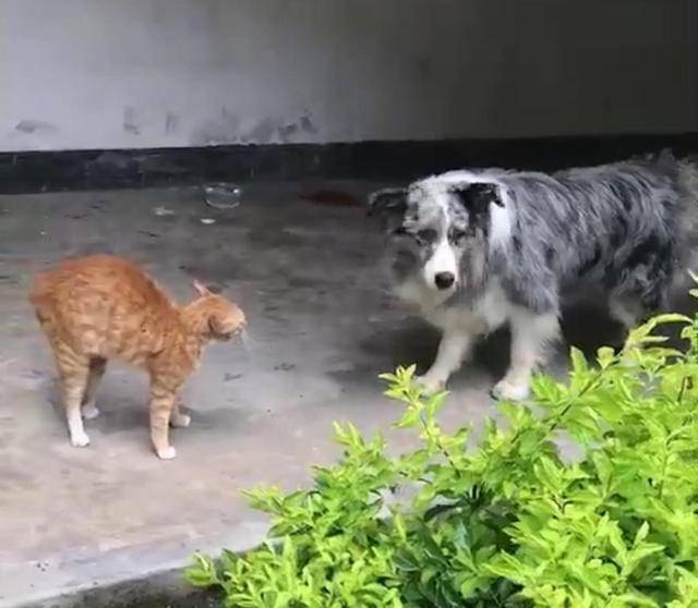 兄弟流浪猫5兄弟，天天围堵金毛，只因金毛抢了它的主人
