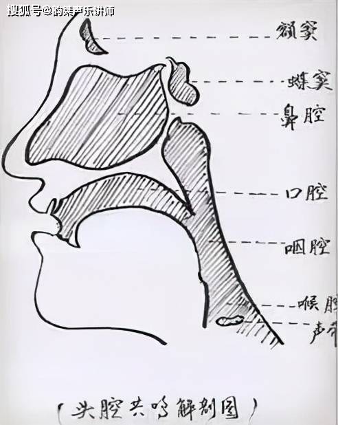 唱歌时腔体打开示意图图片