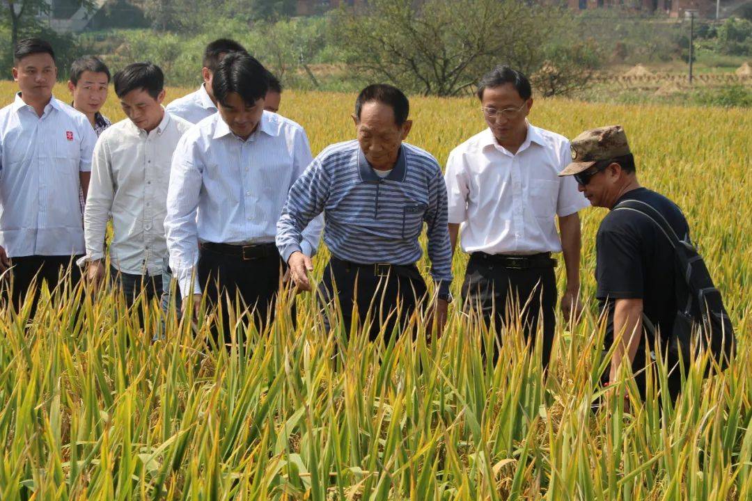 袁隆平院士曾写给母亲的一封信网友刚读到一半就早已泪流满面