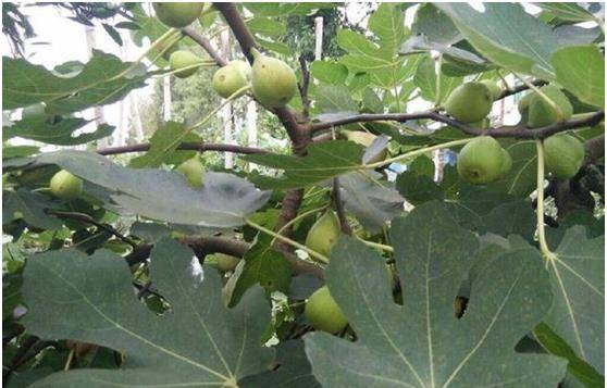 香蕉|吃无花果好处多多,但吃过1小时内,切记别碰此物,记得转告家人