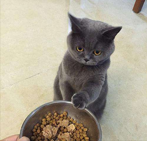 什么|猫咪总“挑食”，是铲屎官一手造成的