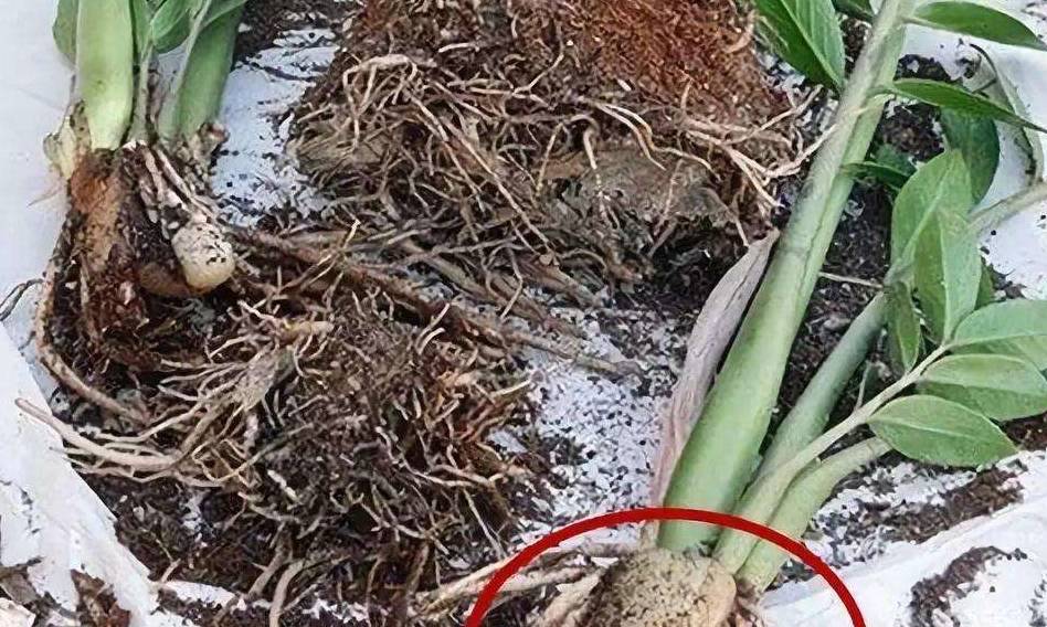 怎么养金钱树才会茂盛 aae79597b88d4d83af34e42c29e04ad8.jpeg