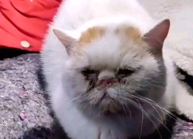 进行名贵加菲猫，蹲在路边“等死”，这么贵的猫说扔就扔，家里有矿？