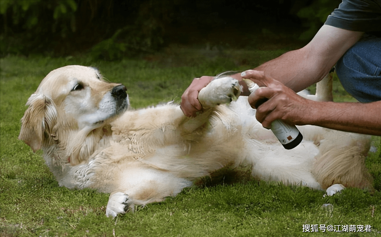 含义|狗狗为何把爪子搭在你身上？很多人不知道