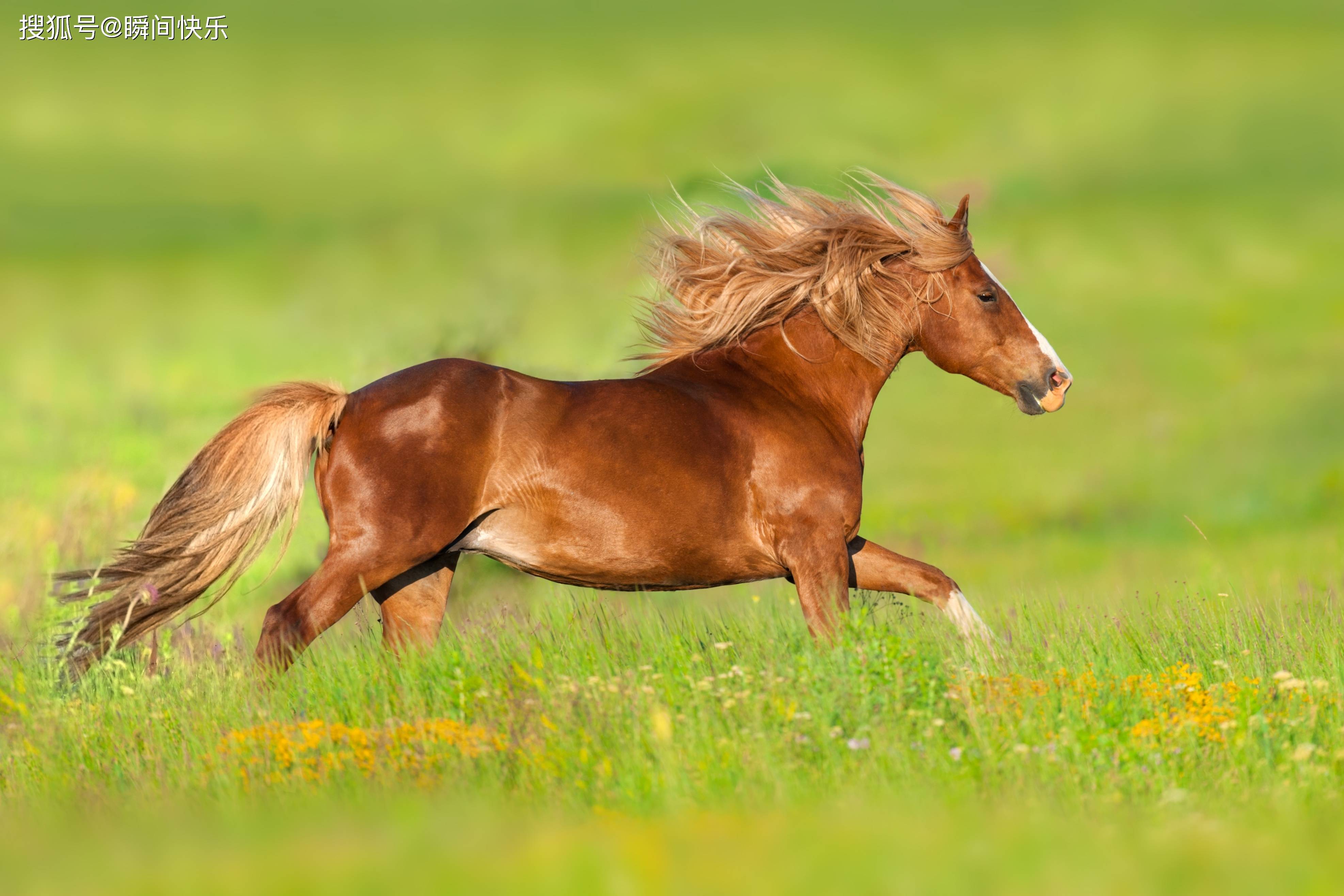 原创属马的人生在几月2022年运势如虹贵人眷顾事业旺旺的
