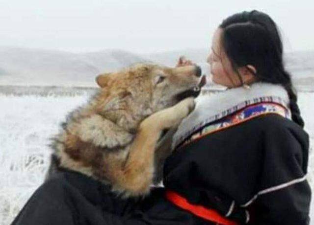 2010年,成都女孩养了只 狼儿子 ,11年后结局令人落泪