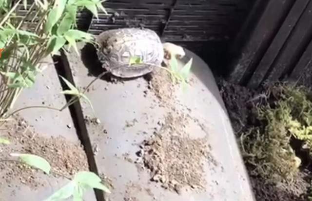 黃緣龜怎麼培養互動性和感情黃緣飼養環境佈置攻略龜谷鱉老