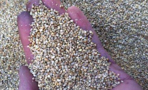 俗话说"千年草籽",如何杀死土壤中的杂草种子?用好这些老方法_除草剂_