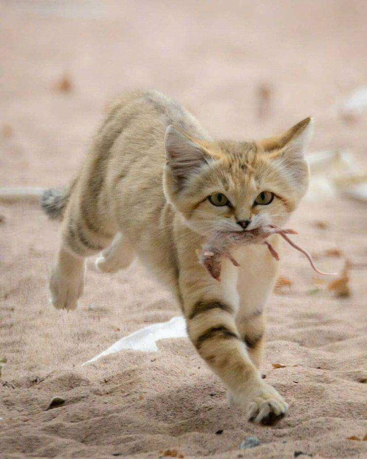 原创沙丘猫沙漠中的孤独猎手耐高温疑是家猫祖先