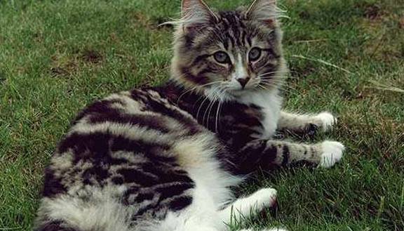 猫咪养猫的铲屎官得知道，4种强势猫咪，让家里面的其他宠物没地位