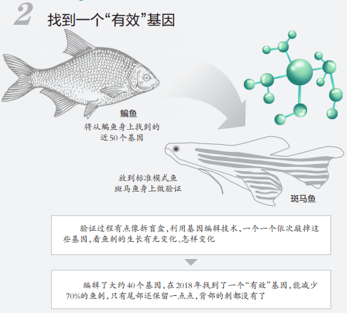 团队|什么？以后吃鱼可以不用挑刺了？