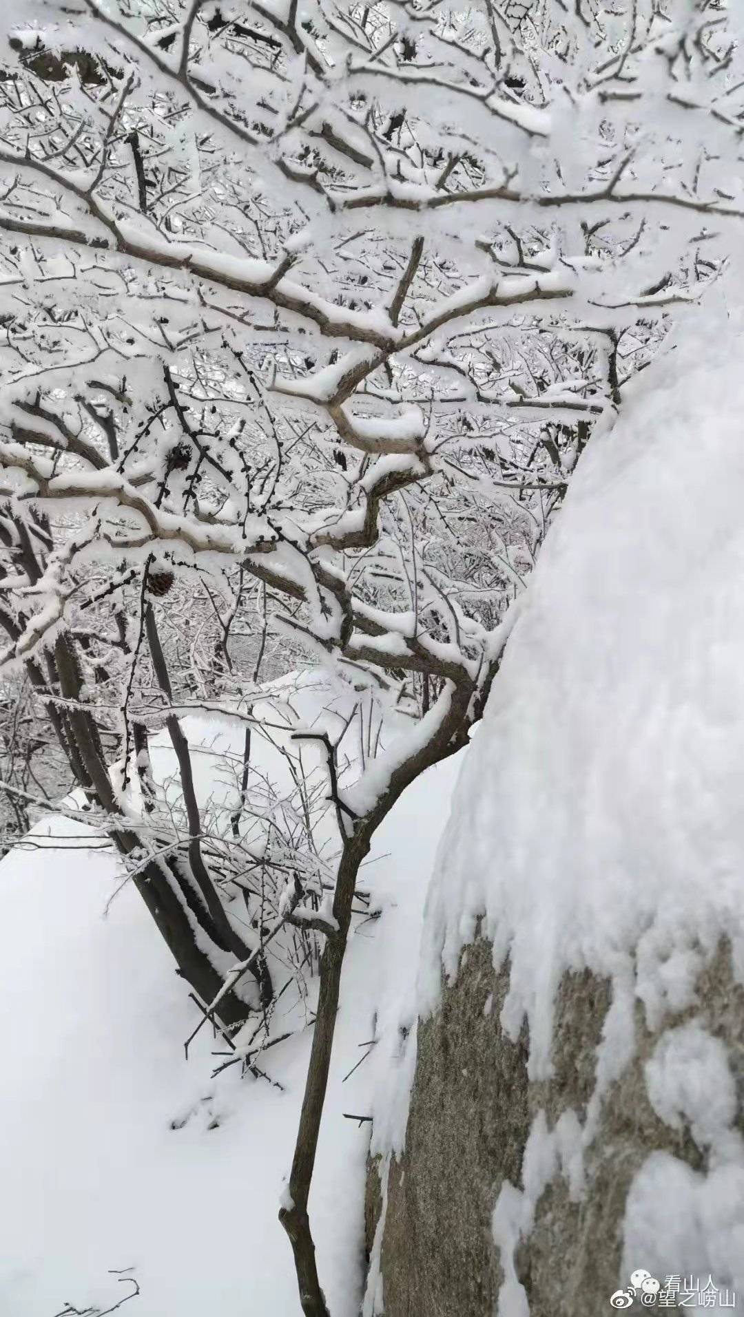 雪景|雪后青岛：雪中景、雪中忙、雪中情、雪中乐……集全了