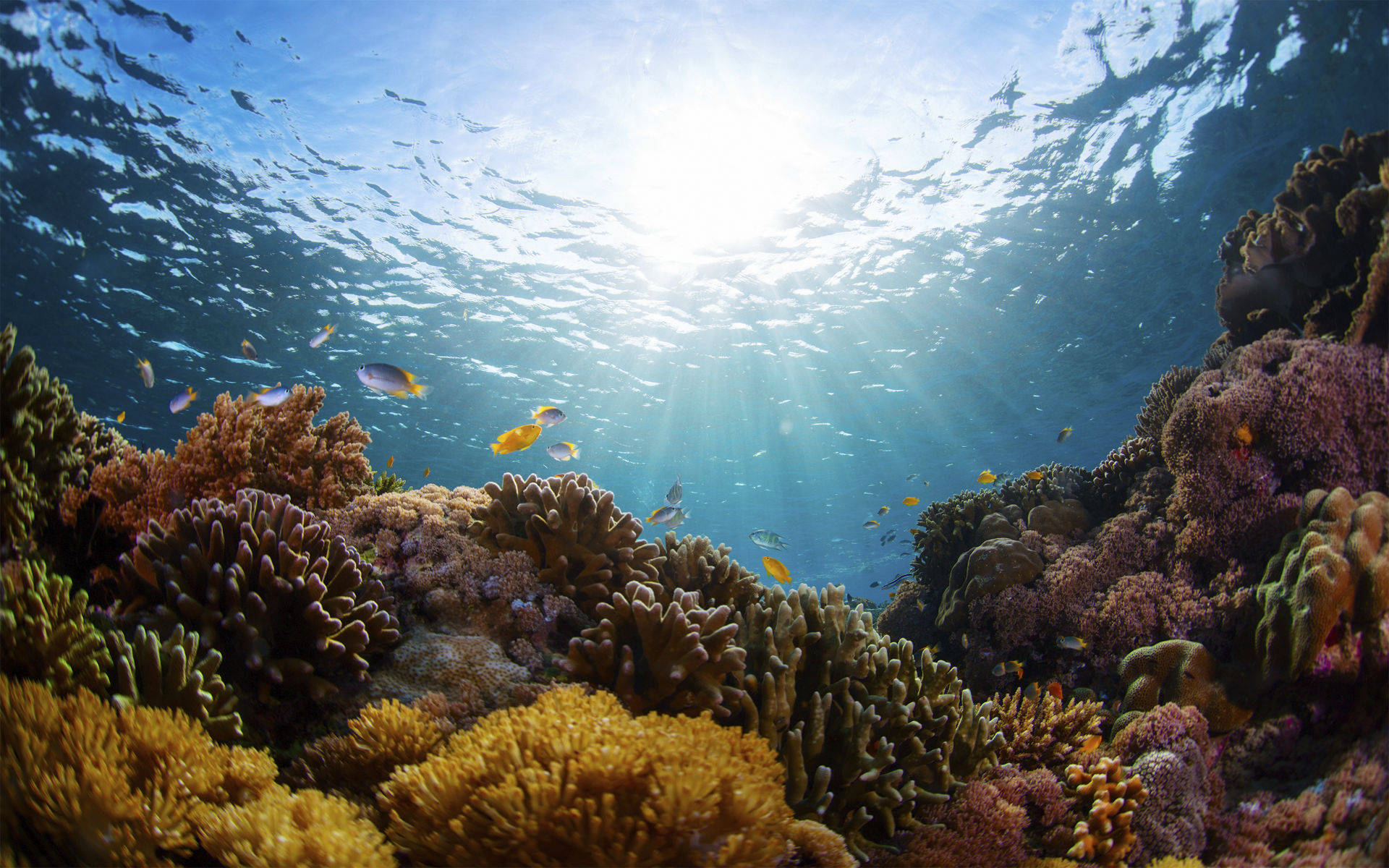 盘点世界10大最美珊瑚礁 顺便谈谈如何保护珊瑚 Reef 报告 海洋生物