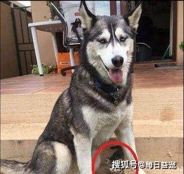 小花猫二哈捡来一只小花猫，揣在怀里当宝贝，网友：转性了？