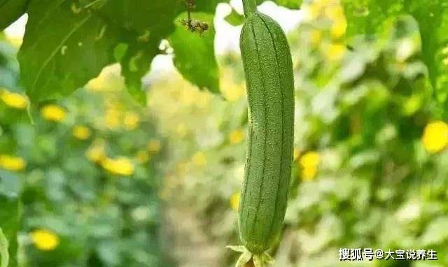 丝瓜的功效与作用图片 815c09b8d6b847729adfd667acac5426.jpeg