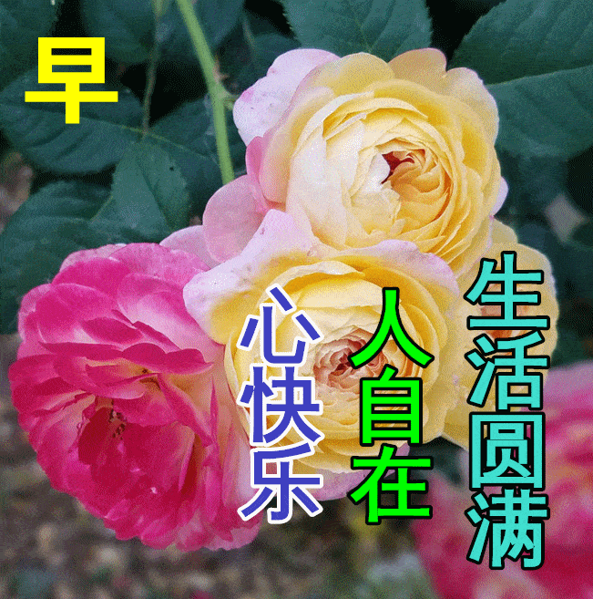 原创8张最新漂亮早上好图片鲜花带字带祝福语最美冬日早安问候祝福