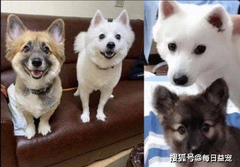 名字网友买了只灰黑色柯基，一年后居然变成了白色，用漂白液洗的？