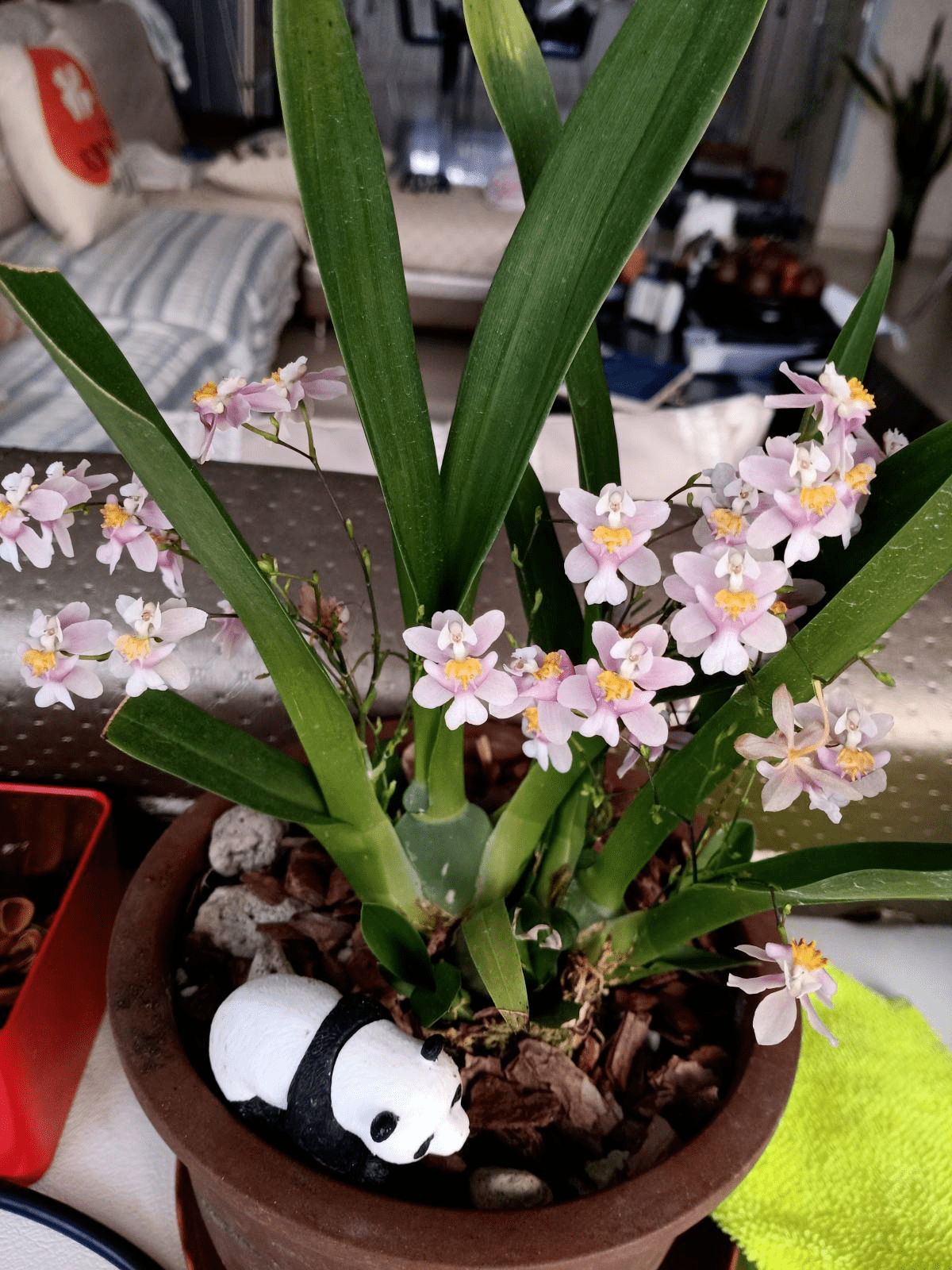 现在能种香吗 eb1cd0aa8b4943ec91c33cb5c7b8846c.png