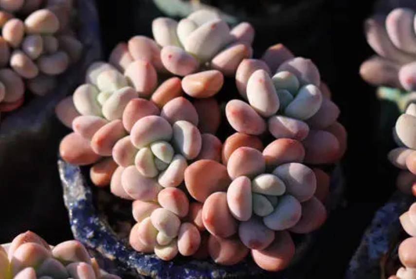 多肉怎么养才能爆盆能长成老桩 f7a9cb564db445cbbbc3850b8cd92815.jpeg