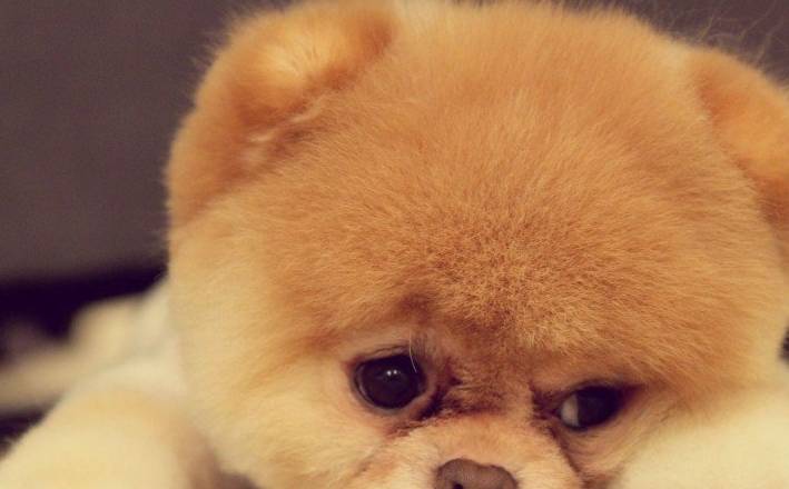 萌萌的博美犬吸引了大家 但它的缺点你知道几条 看完还想养吗 主人 性格 声音洪亮