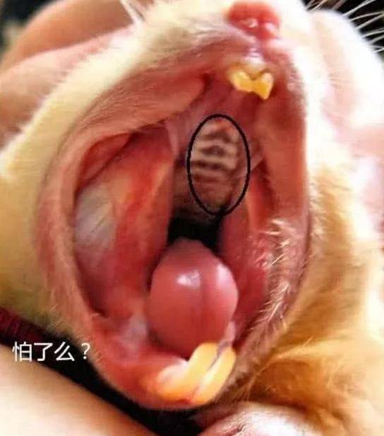 原创仓鼠吃饭时打个哈欠主人低头往它嘴里瞅了一眼顿时害怕