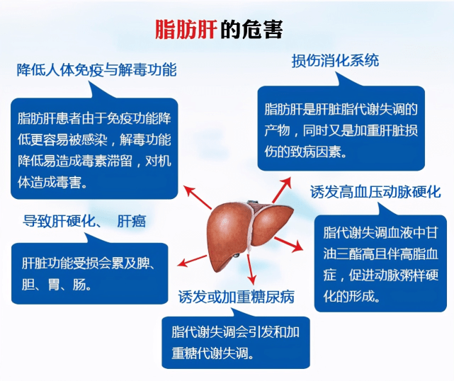 脂肪肝有什么危害?如何治疗?