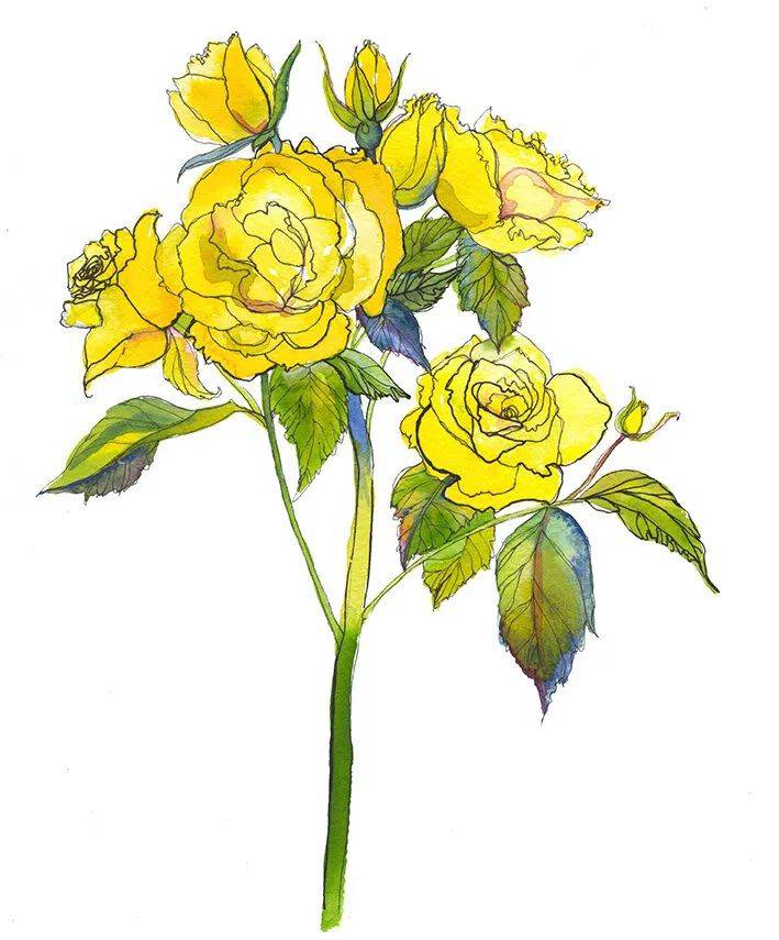 花卉艺术家 | marcella wylie 来自英国_大自然_作品_品牌