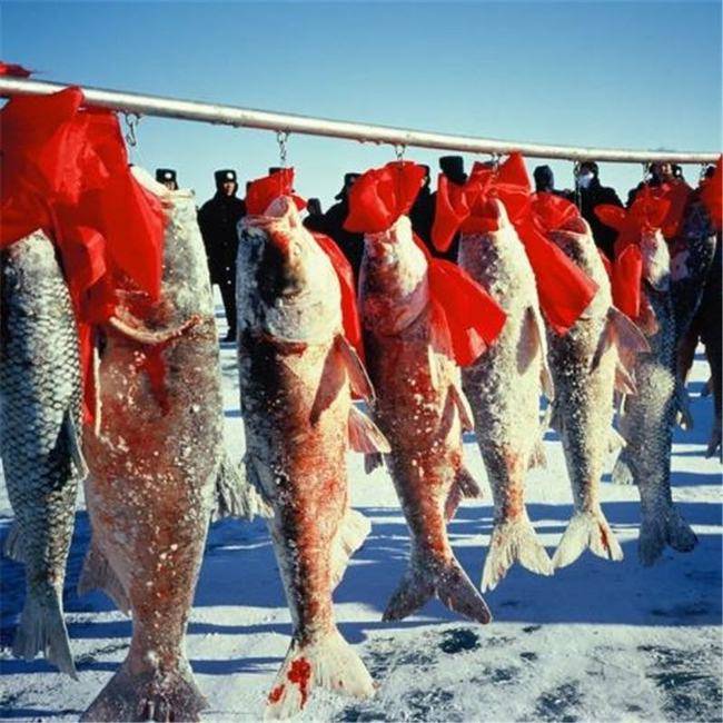 查干湖头鱼拍出2999999元！一年捞300万斤，查干湖真的是洗澡鱼？
