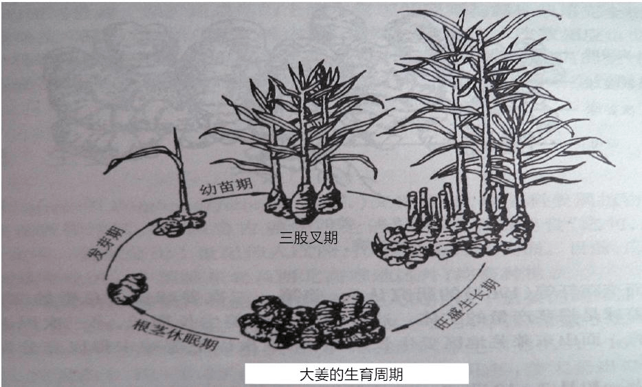 生姜生长过程记录图图片