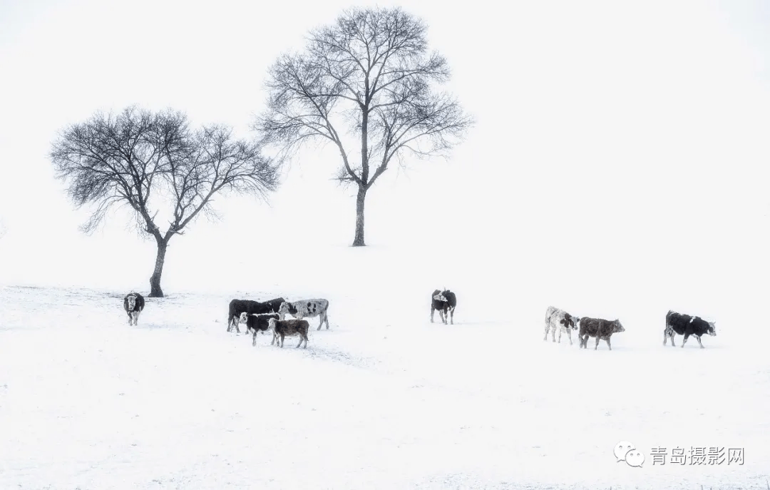 柳絮|一月一题 | 雪，让这个世界变得温柔而浪漫