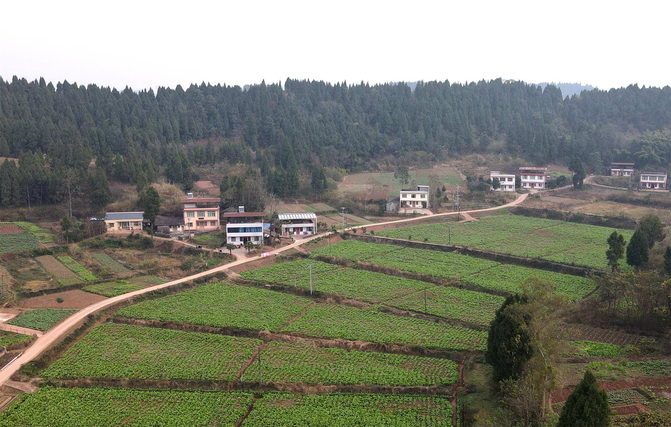 遂宁发展小组团汇聚大产业做好乡村产业振兴这篇大文章