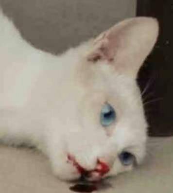 猫咪|《当家主母》被质疑假戏真做，为拍戏毒杀真猫，官方回应漏洞百出