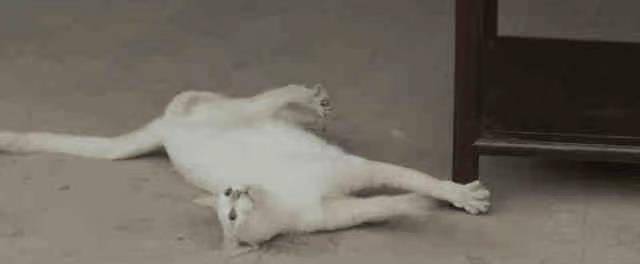 猫咪|《当家主母》被质疑假戏真做，为拍戏毒杀真猫，官方回应漏洞百出