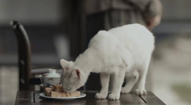 白猫|《当家主母》猫的演技都这么到位了吗，抽搐动作逼真