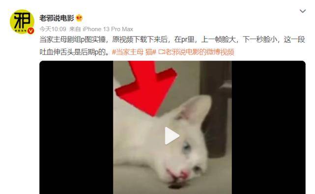 白猫|《当家主母》小白猫惨死，剧组发声明回应，网友为何却不认同？