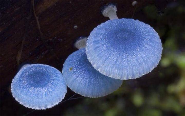 植物|开放生物资源，保护多样性：我们为了生物安全的那些努力。