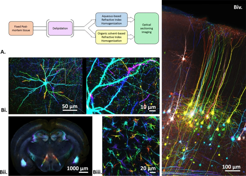 院士團隊在nrr雜誌上發表的研究成果彙編_neuron_中樞神經_nerve