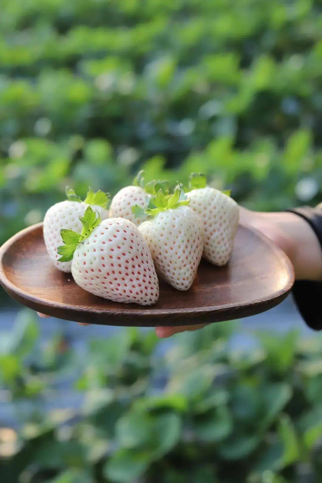 青岛的草莓可以摘了日本进口的草莓农庄久违的浓浓草莓味