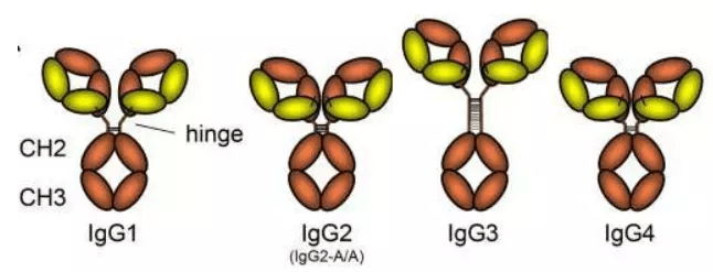四種亞型的二硫鍵的位置和數目不同,但4種亞型抗體的空間結構很相似