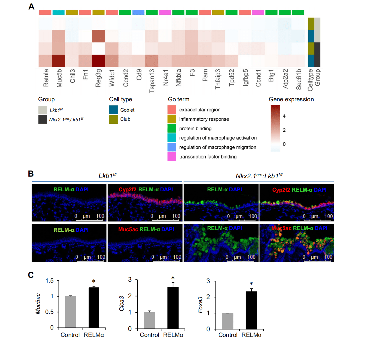 欧易单细胞测序技术助力解析气道gobletcell化生新机制