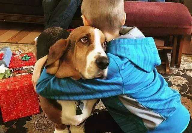 主人|别逃避了!狗狗对你有这些行为，是真的讨厌你了!