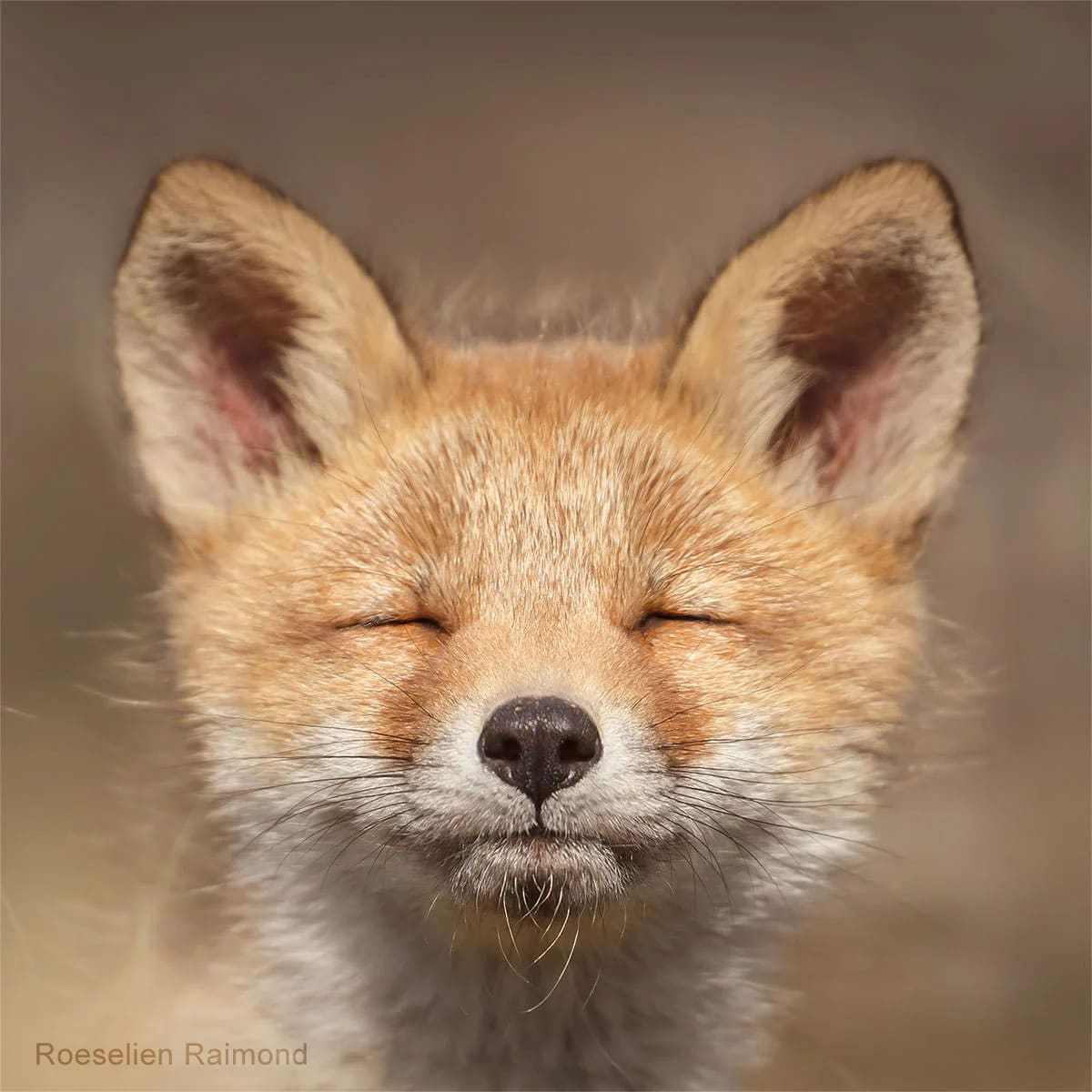 狐狸脸儿图片