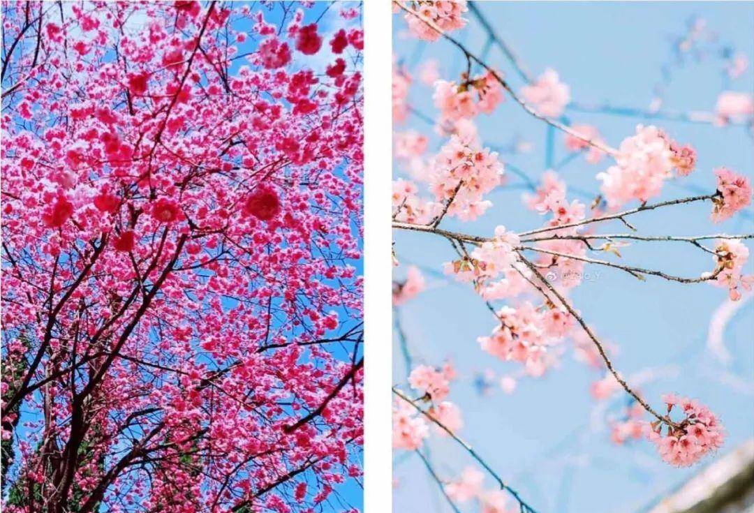 主体同样的春日与花合影，为什么刘亦菲是仙子而杨幂是网红？