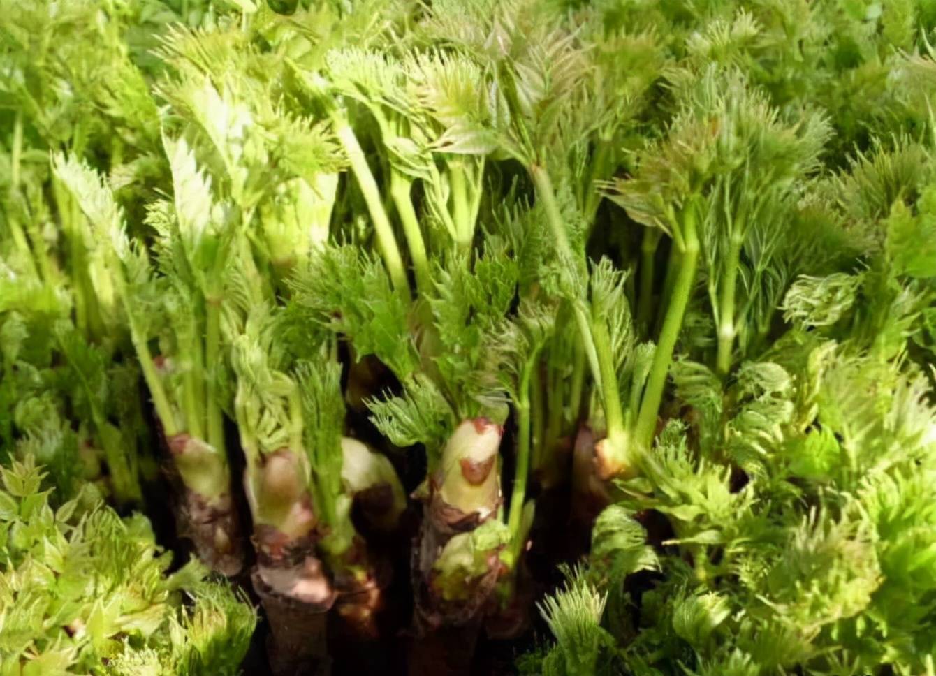 菜市场上最少见的7种蔬菜你吃过几种全吃过的你就厉害了