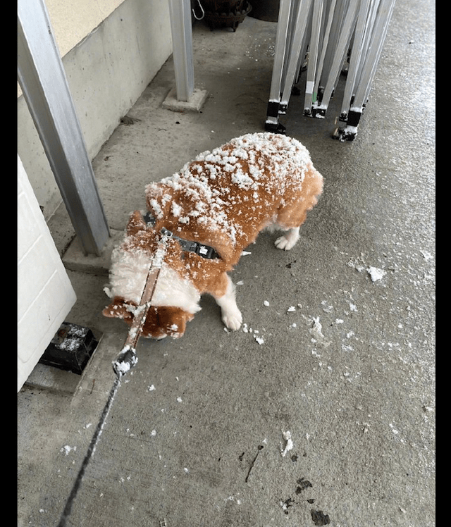 面包下雪天柯基还出去玩，回来后它的样子让人看饿了，怎么那么像面包