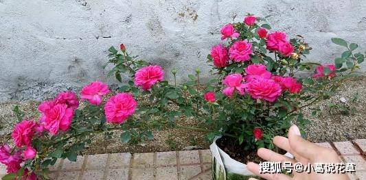 bb7162ade47c41479d1f2091ad12c455.jpeg